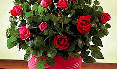 Che cosa fare se i tuoi afidi hanno iniziato sulle tue rose preferite: i consigli dei coltivatori di fiori sul salvataggio di una pianta