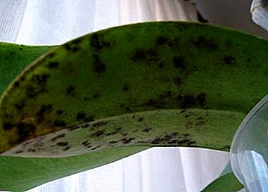 Que faire si l'orchidée a des taches sur les pétales et les feuilles? Description avec photos, causes et manières de traiter