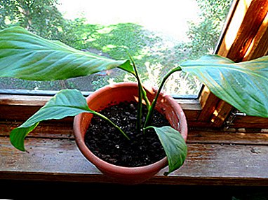 What to do if the spathiphyllum does not grow, how to save “female happiness”?