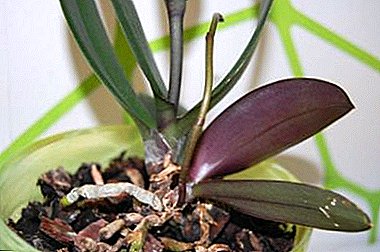 What to do if the orchid has given a shoot on the stem, and how to care for the children of the plant?
