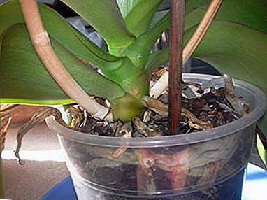 Que faire si l'orchidée a la tige séchée? Les causes principales, les conséquences et les moyens de les éviter.