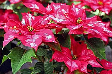 Was ist, wenn die Weihnachtssternblätter fallen? Krankheiten und Schädlinge der Euphorbia, der Schönste