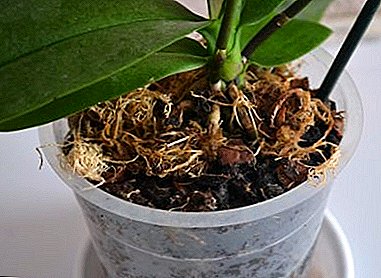 What to do if white bugs and other insects are bred in the soil of orchids, and is it worth worrying about it?