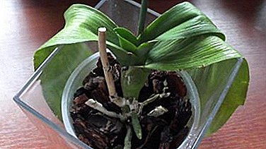 Шта ако орхидеја нестане? Све о спасењу и могућим узроцима болести цвијећа