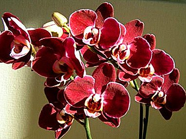 What to do when the orchid released flower spike? Step-by-step care instructions