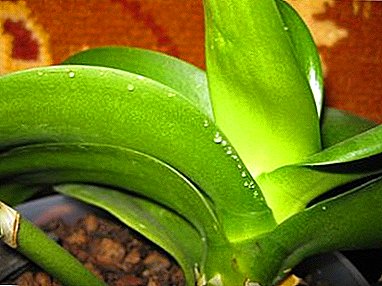 What to do with an orchid, if sticky drops appeared on its leaves? First aid and further treatment