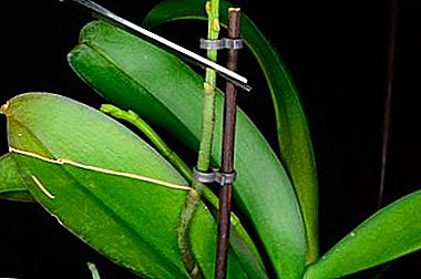 ¿Qué hacer con la flecha cuando la orquídea se ha desvanecido? Recomendaciones para podar el tallo después de la caída del capullo.