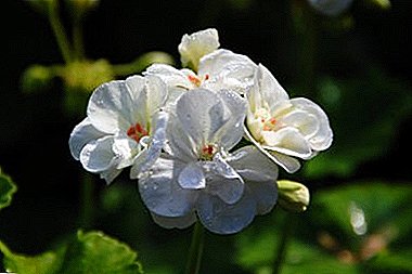 ¿Qué necesitas saber sobre los geranios blancos? Todo sobre la flor más famosa: descripción, foto y resumen de variedades, cultivo