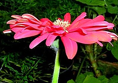 What you need to know about blooming gerberas