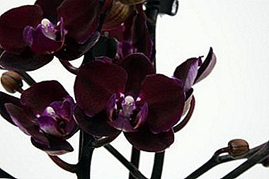 Hvad skal du vide om orkidé Kaoda for at sikre sin blomstring derhjemme?