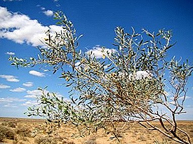 ¿Qué es la acacia arenosa?
