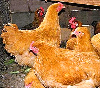 What are Foxy Chickens - breed or cross? Photo, description and description