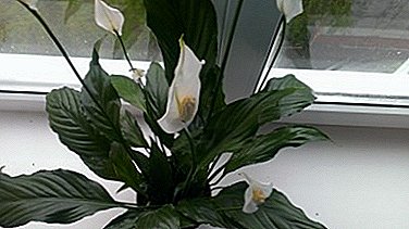 What are the organs of spathiphyllum, what diseases and pests threaten them and how to protect the plant from them?