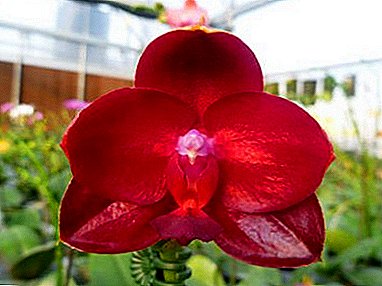 What is worth knowing about burgundy orchids? History of breeding, varieties, their photos and recommendations for care