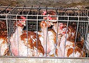 Какво е аптериоза и как да се справим с нарушаването на образуването на пера в пилетата?