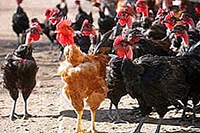 Qu'est-ce que la gastro-entérite chez le poulet et comment la traiter?