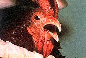 ¿Qué es la laringotraqueítis infecciosa del pollo y cómo puede curarse?