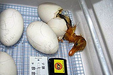 Mikä on muna-munien inkubointi ja miten se oikein suoritetaan?
