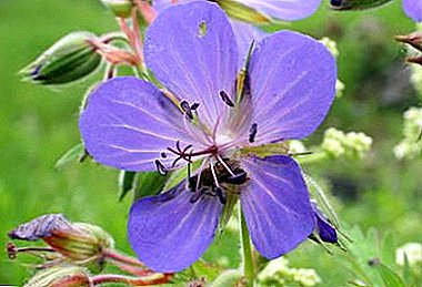 What is meadow geranium, how does it differ from forest one, what does it look like in the photo and what are the rules of planting?