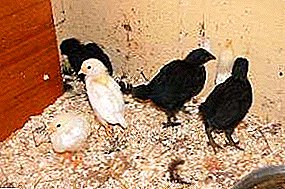 Τι είναι η έλλειψη ορυκτών σε πτηνά και ποιες συνέπειες μπορεί να οδηγήσει;