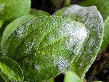 What is powdery mildew and why does it appear on petunias? How to deal with the disease?
