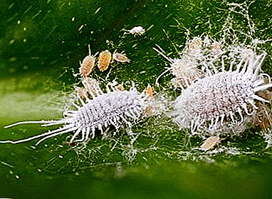 Hva er en mealybug og hvordan å bekjempe den?