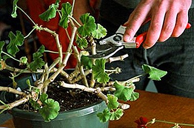 What is pruning geranium for lush flowering and how to do it right? Basic rules for the formation of the bush