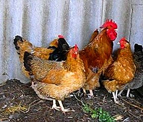 Was ist eine Omphalitis bei Vögeln und wie ist mit einer Nabelschnurinfektion bei Jungtieren umzugehen?
