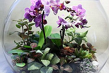 Was ist eine Orchidee in einer Flasche? Ungewöhnliche Methode, Blumen in der Flasche zu züchten