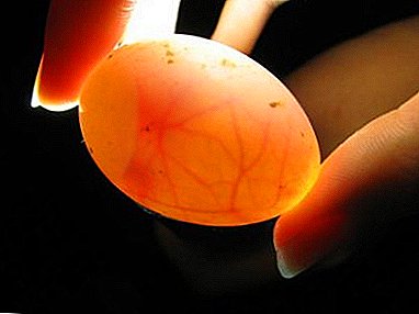 What is ovoscopy of chicken eggs and how to properly conduct it?