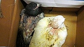 Was ist ein Schorf bei Vögeln, wer ist der Erreger der Krankheit und wie behandelt man ihn?