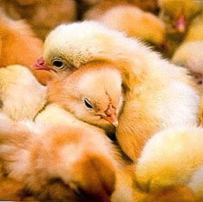 What is pylorosis (typhoid) in poultry and is it a threat to humans?