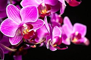 What is a pink orchid, how does it look in the photo and what are the characteristics of planting, plants, and also care for them?