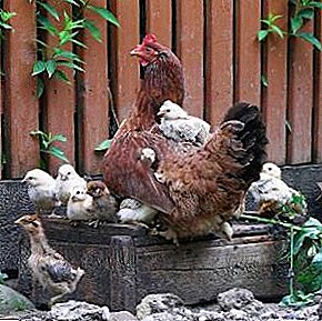 Apakah salpingitis dalam ayam dan mengapa keradangan oviduk berlaku dalam lapisan?