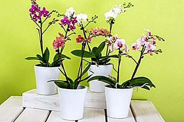 Hvad er soveknopper i en orkidé og hvordan man vækker dem korrekt?