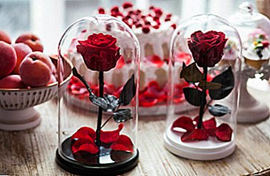 Apa itu mawar stabil? Bagaimana cara membuat bunga abadi di tempat kerja dan di rumah?