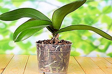 Was ist ein Substrat und welches eignet sich am besten für Orchideen?