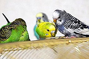 Kaj je črevesna blokada ptic, kaj ogroža to bolezen in kako jo zdraviti?