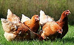 ¿Qué tipo de enfermedad de la coccidiosis en los pollos? Sus síntomas, tratamiento y prevención.