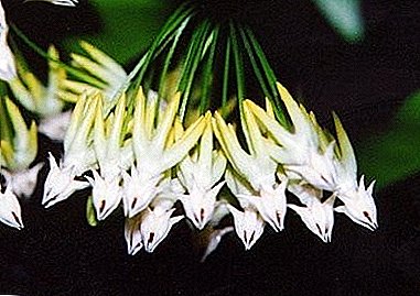 Wonderful flower "Hoya Multiflora"