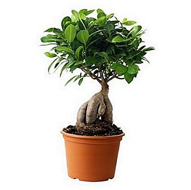 Miracle tree in your house - ficus "Ginseng"