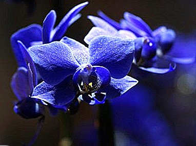 Dabas brīnums vai kvalificētu roku darbs? Viss par zilajām un zilajām orhidejām
