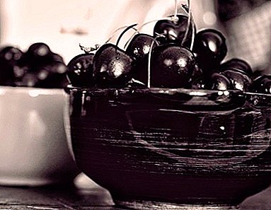 Belleza negra para tu jardín - Rossoshanskaya cherry