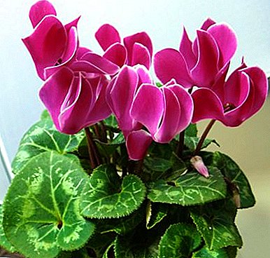Colors need to relax! The resting period of cyclamen and care of the plant at this time