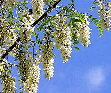 La floración de acacia es siempre una manifestación esperada de un milagro que desea repetir muchas veces.