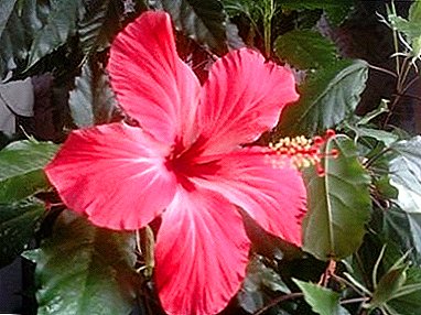 Flor de hibisco - el resultado de un cuidado adecuado