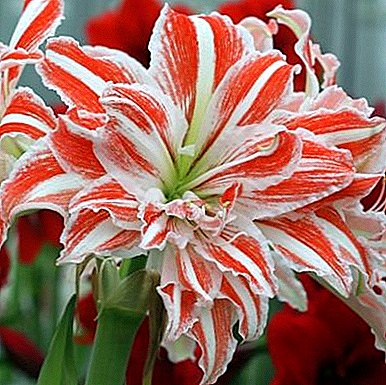 Hippeastrum bloom: why does not hippeastrum bloom, what to do? Period of rest and care after flowering