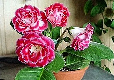 Gloxinia bloom and the main difficulties faced by flower growers