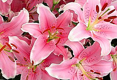 Blooming royal flower - Lilies on your site