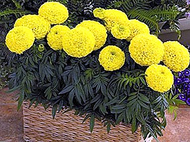 Flowers marigolds, how to properly plant and care at home and in the open field?